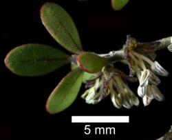 Image: D. Glenny, J. Cruickshank © Landcare Research 2014 